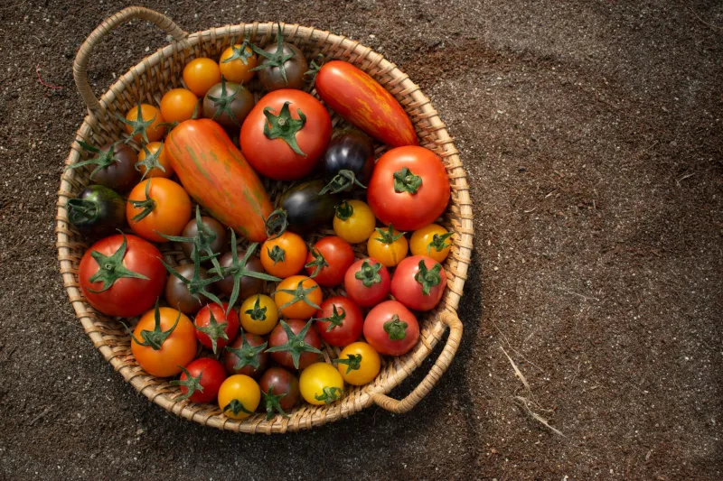 Il rosso che scompare: salviamo i pomodori antichi prima che sia troppo tardi